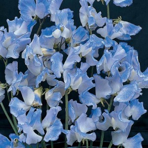 SWEET PEA SPENCER BLUE RIPPLE SEEDS - BLUE LATHYDORUS ODORATUS - 20 SEEDS SWEET PEA SPENCER BLUE RIPPLE SEEDS - BLUE LATHYDORUS ODORATUS - 20 SEEDS