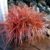 UNCINIA RUBRA FIREDANCE RED ORNAMENTAL GRASS 1 LITRE POTTED PLANT - PRICED INDIVIDUALLY