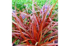 UNCINIA RUBRA FIREDANCE RED ORNAMENTAL GRASS 1 LITRE POTTED PLANT - PRICED INDIVIDUALLY