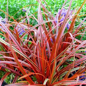UNCINIA RUBRA FIREDANCE RED ORNAMENTAL GRASS 1 LITRE POTTED PLANT - PRICED INDIVIDUALLY
